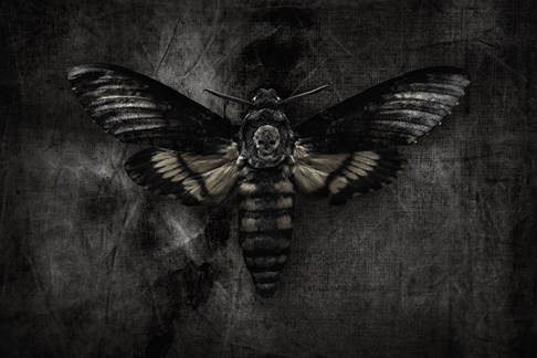  The Hawkmoth