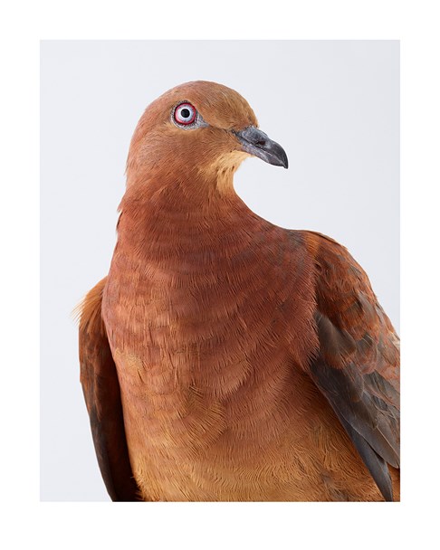  Brown cuckoo-dove 