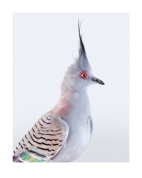 Crested pigeon 