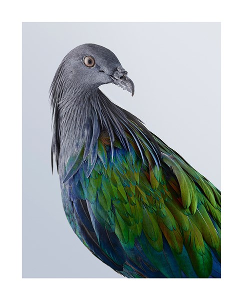  Nicobar pigeon 