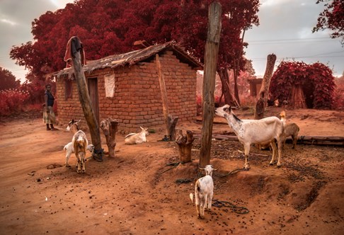  Village with goats “Broken Earth”