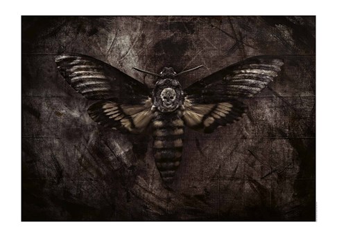  The Hawkmoth