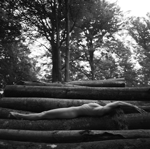  Tree of Life, Woodpile 1, 2006