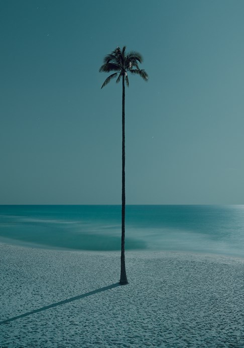  Palma de la Noche The Palms 2021