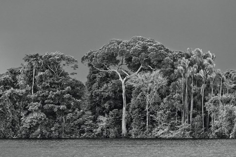  An igapó, a type of forest frequently flooded by river water, Anavilhanas archipelago, Anavilhanas National Park, Lower Rio Negro, state of Amazonas, 2019