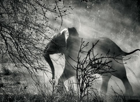  Elephant (against light), Kafue National Park, Zambia, 2010