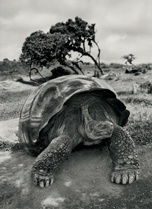  Giant tortoise on the rim of the crater of Alcedo Volcano on Isabela Island, Galapagos Islands, Ecuador, January, February and March 2004