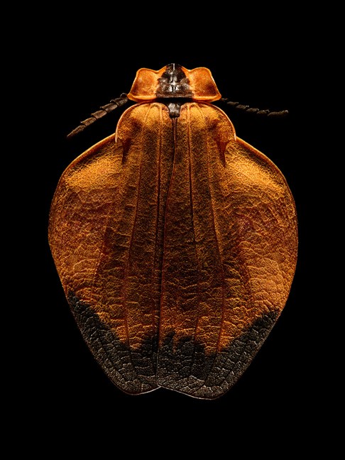  Oranged-netted Winged Beetle