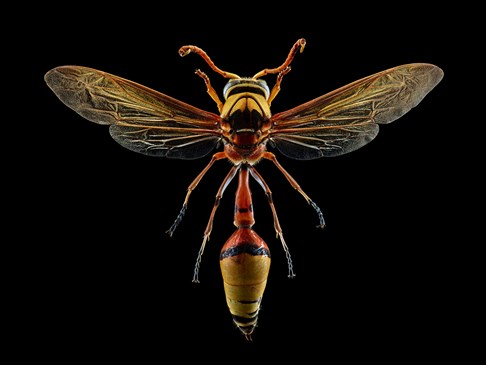  Potter Wasp