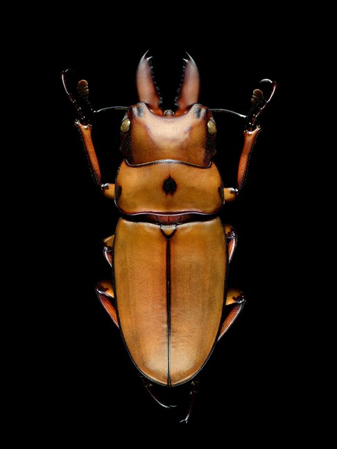  Stag Beetle